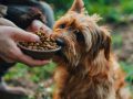 The Dog Podcast Uncovers Startling Truths About What We Feed Our Dogs [Press Release]