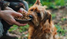 The Dog Podcast Uncovers Startling Truths About What We Feed Our Dogs [Press Release]