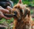 The Dog Podcast Uncovers Startling Truths About What We Feed Our Dogs [Press Release]