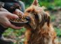 The Dog Podcast Uncovers Startling Truths About What We Feed Our Dogs [Press Release]