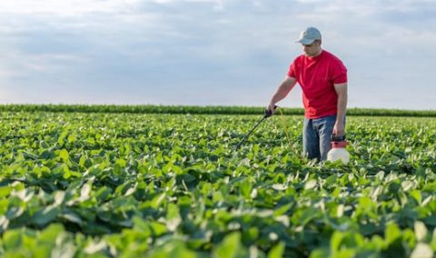 What Makes a Safe Weed Killer?