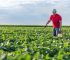 What Makes a Safe Weed Killer?