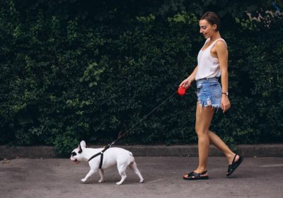 Dog Walk & Train Services: Help Your Dog Learn While They Enjoy Their Daily Outing