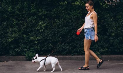 Dog Walk & Train Services: Help Your Dog Learn While They Enjoy Their Daily Outing