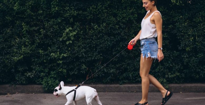 Dog Walk & Train Services: Help Your Dog Learn While They Enjoy Their Daily Outing